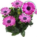 Bild von Osteospermum P12 Mila
